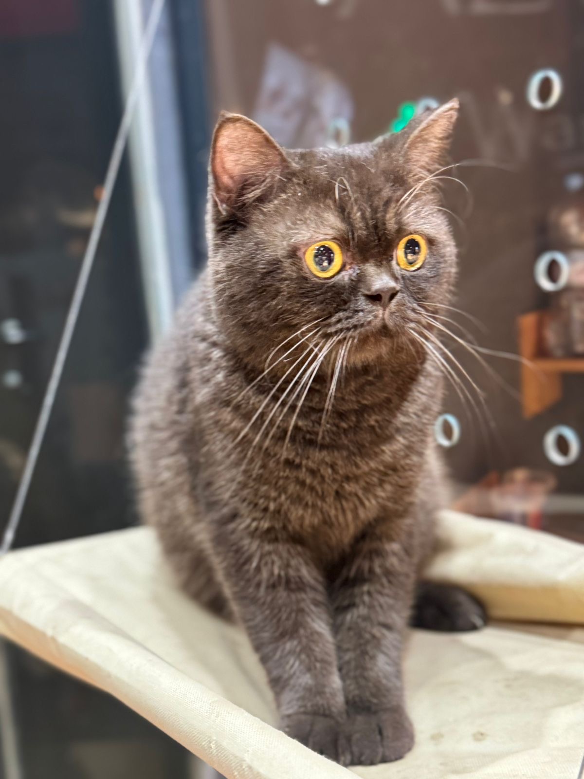 Ch. Choco le jardin des ronrons