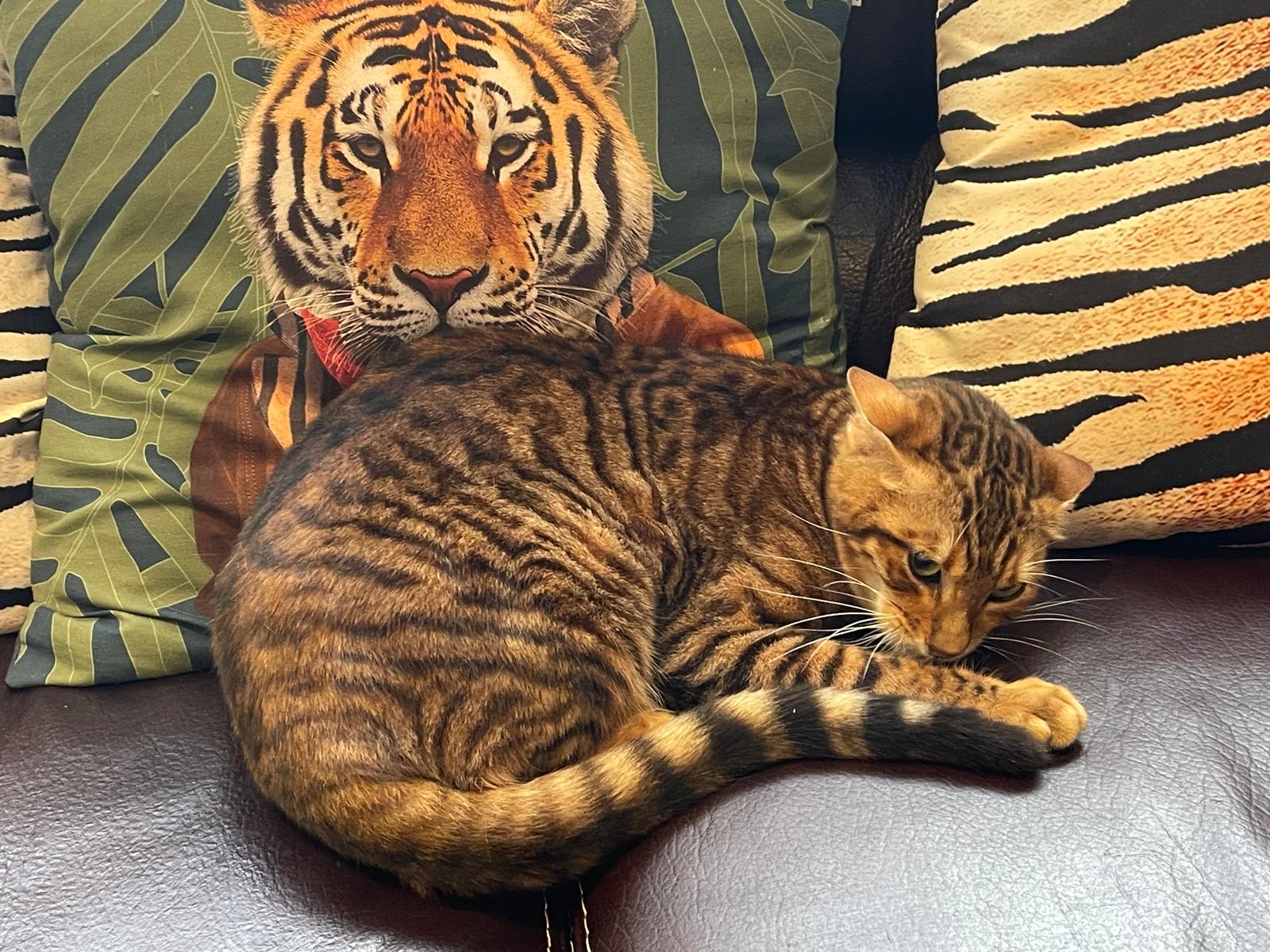 CH. ÛSabrina du Clos Bagheera