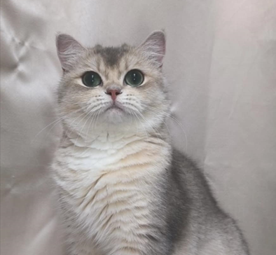 Martin's Mavelous Choux Cream