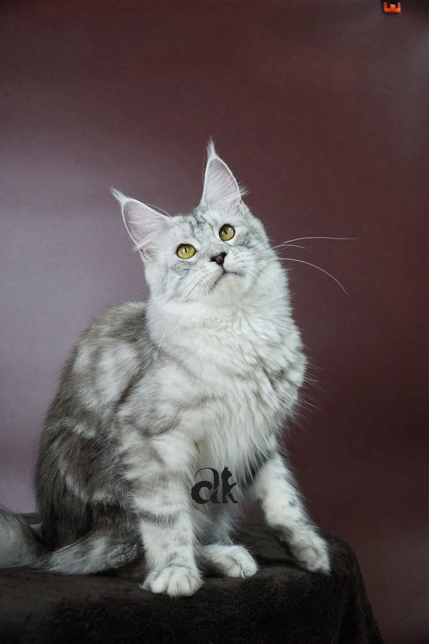 Calvin Hua's Dixie