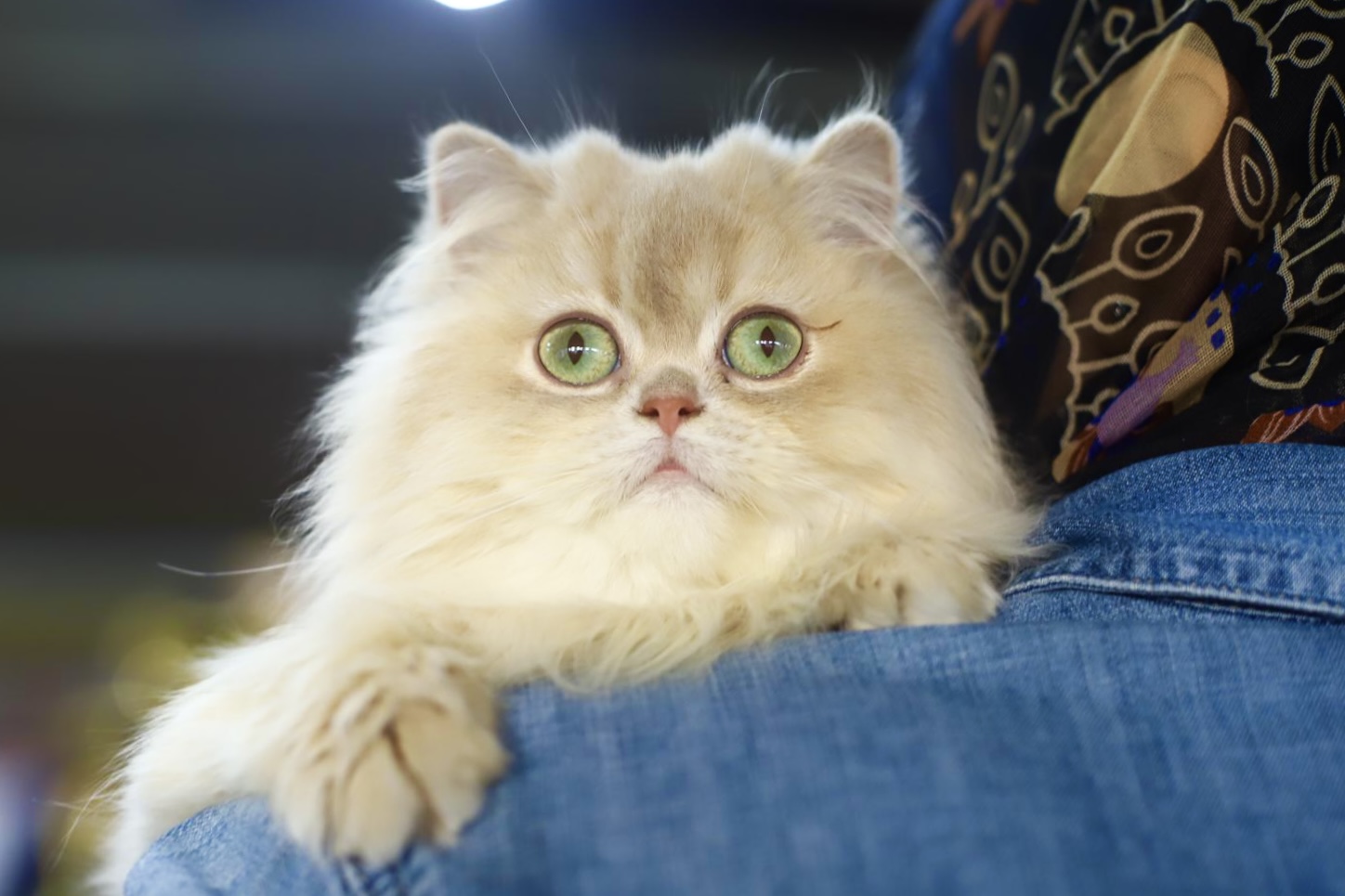 Golden Carmenta Lila