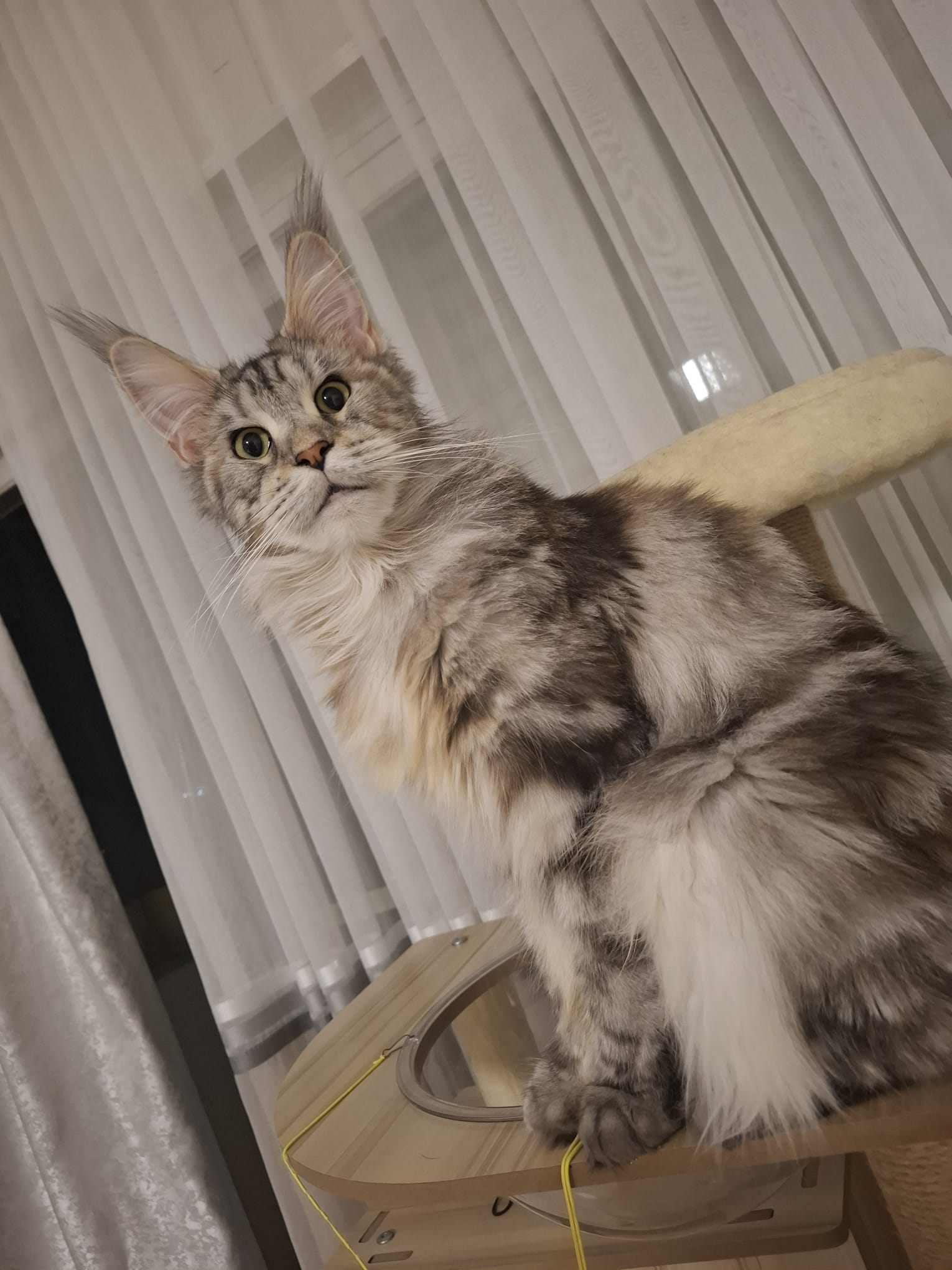 Master Fridmancats Demur