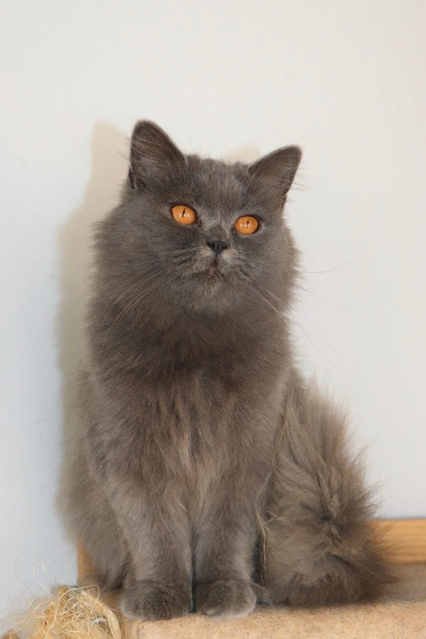 Yuna Joyaux du Maghreb