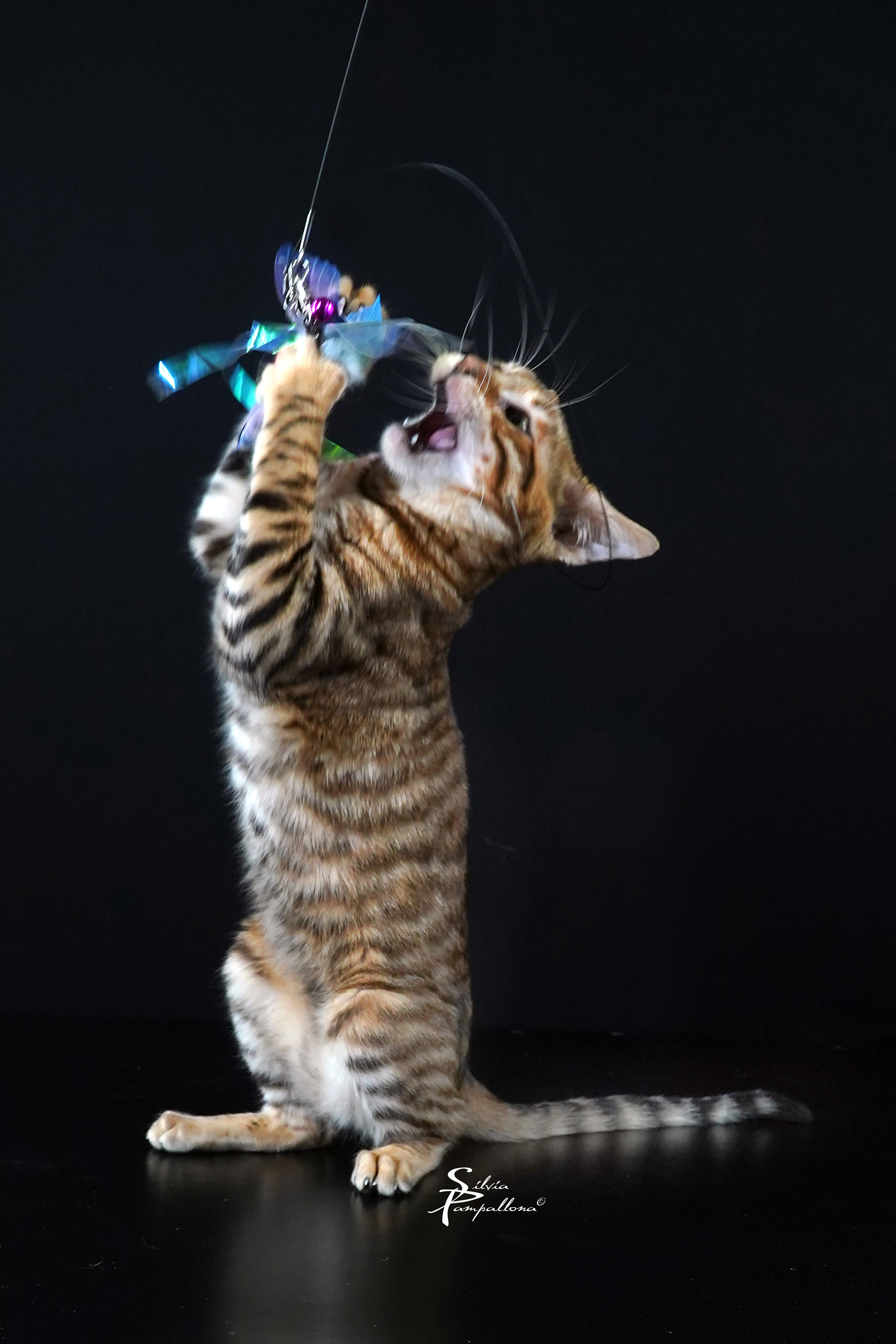 JPR. X-Toulouse de la Brique Rose