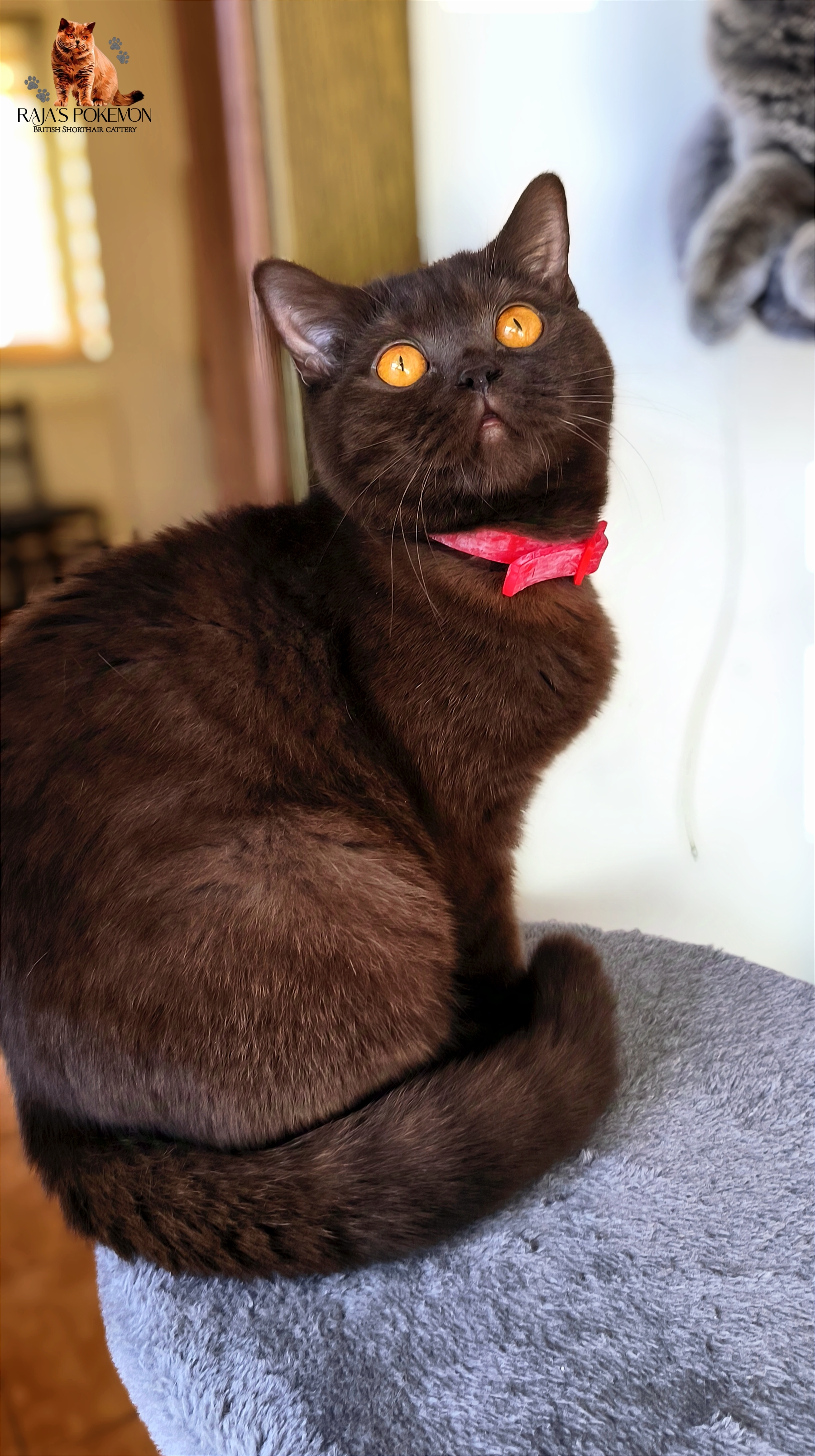 Raja's Pokemon Devika