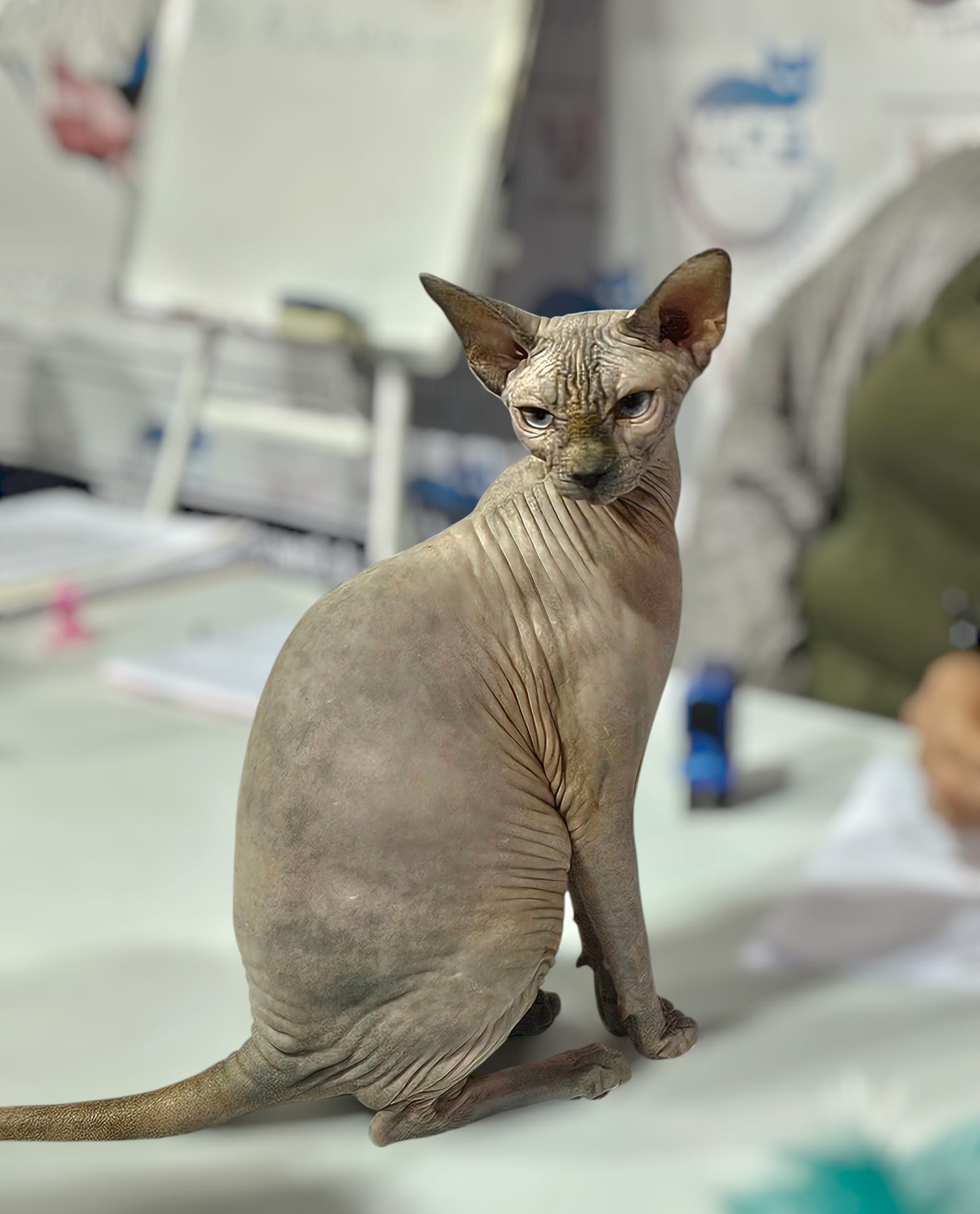 ICH. Lum A'Dor Aurora Avantgarde