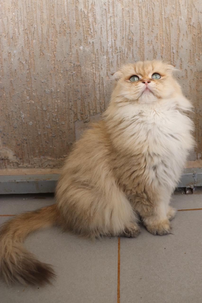 Enzo joyaux du Maghreb