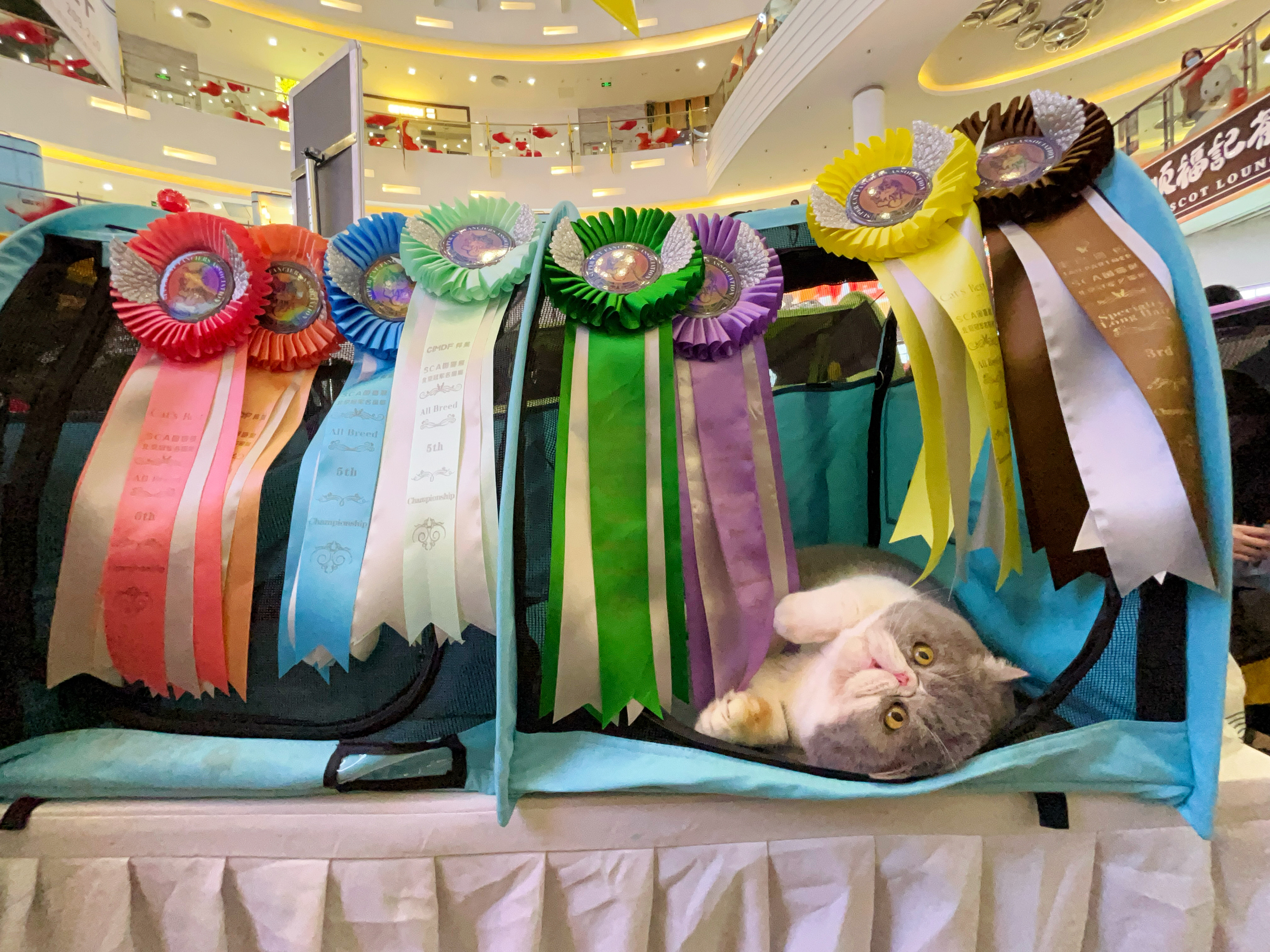 Master, CH. WangBaiWan