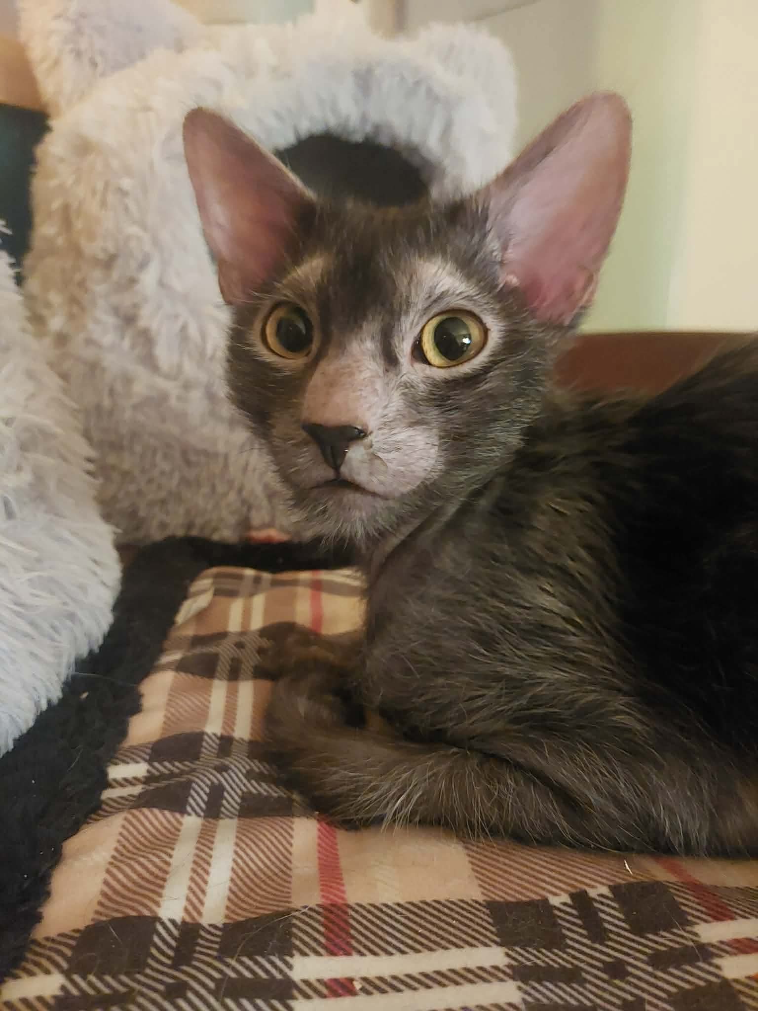 Alpha du Secret des Roches