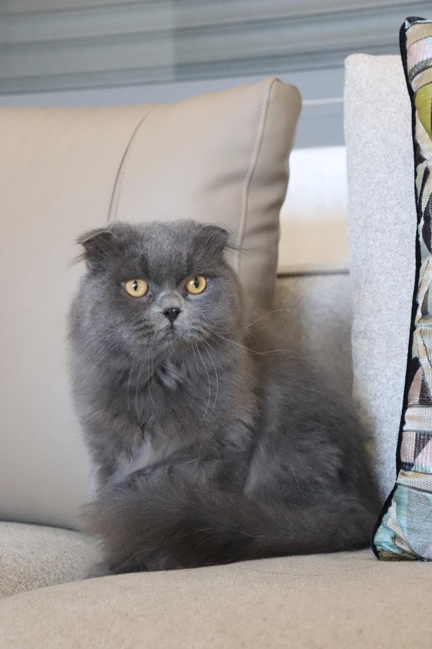 Félix Joyaux du Maghréb