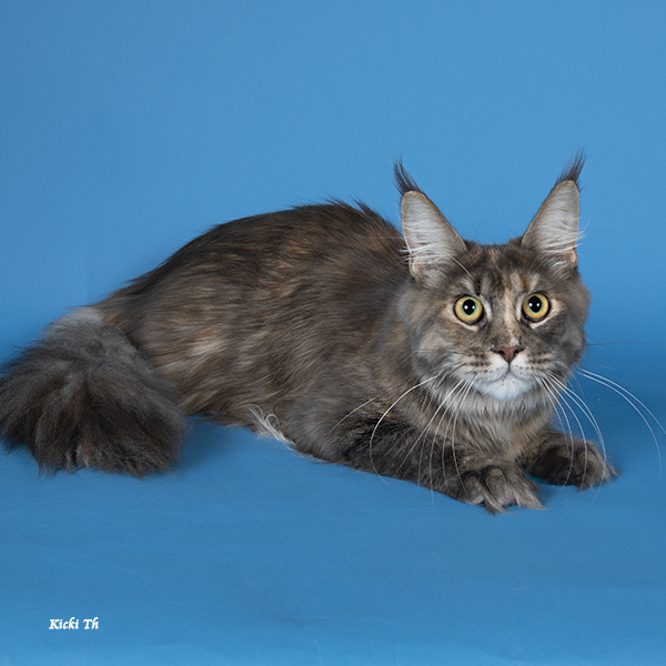 ECH. Rosenhills More Than Words