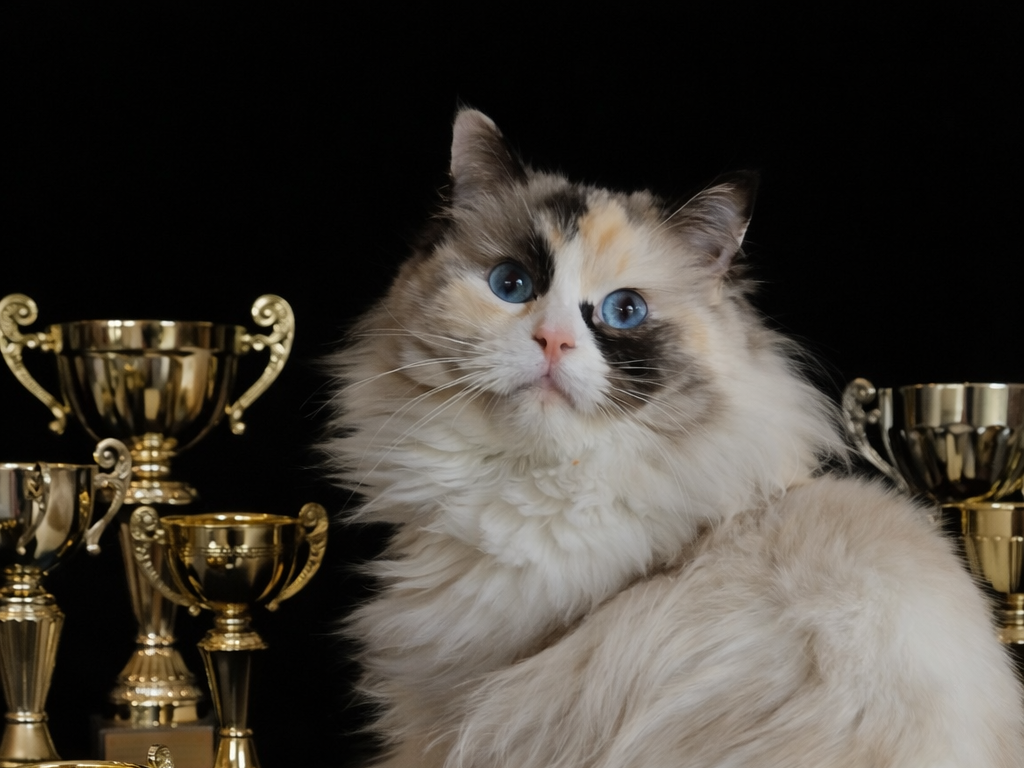 HR*Cattydolls Caramel Drizzle