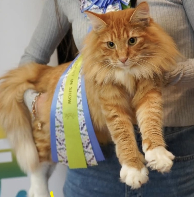 Master, EPR. FOREST DREAMS FUJIKO