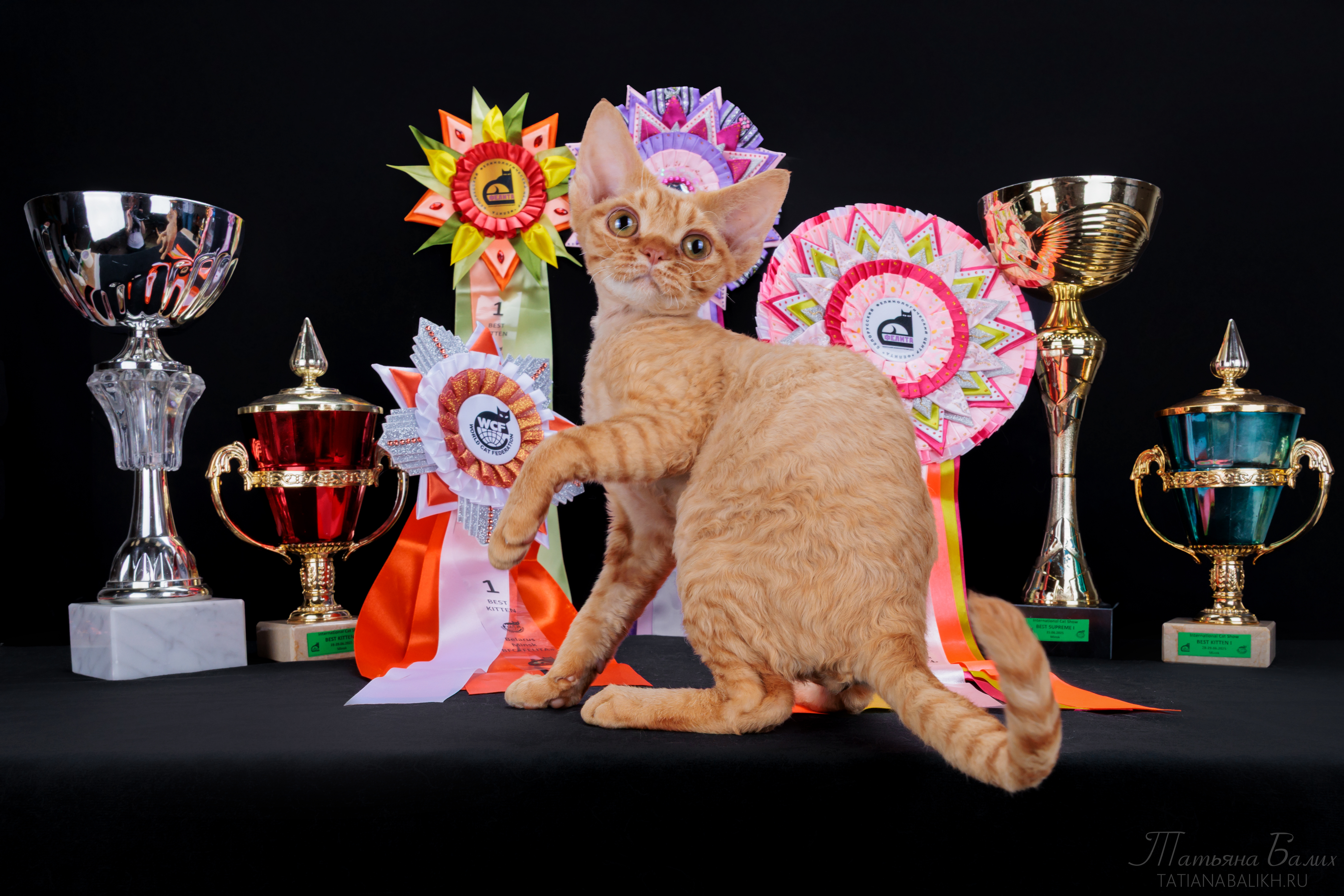 JCH. BEL WONDERLAND`S*BY X-CLUSIVE RED