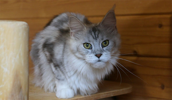 GAJKA BENEDICTUS CATTUS