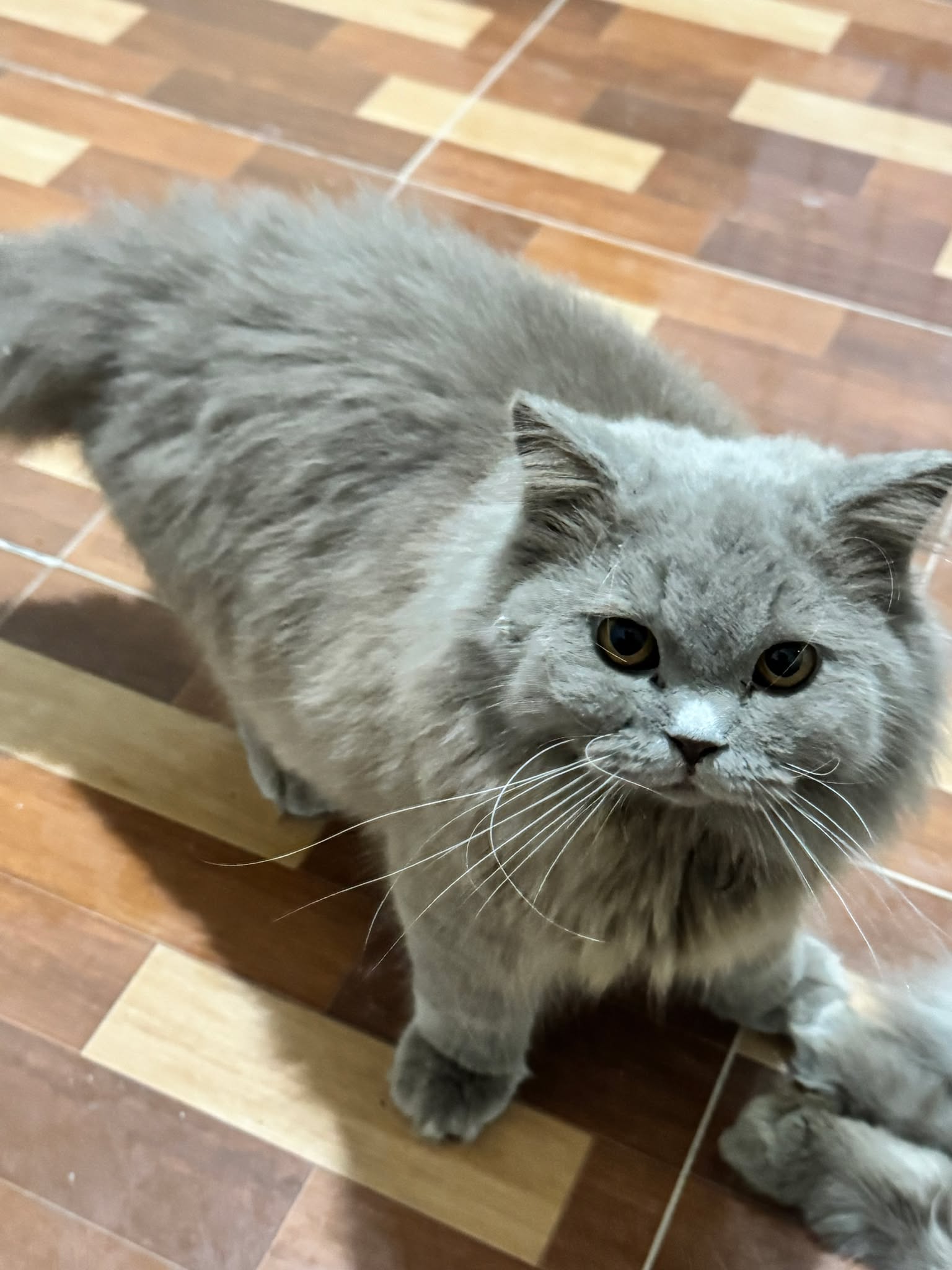 Gringo of Zoya Studio