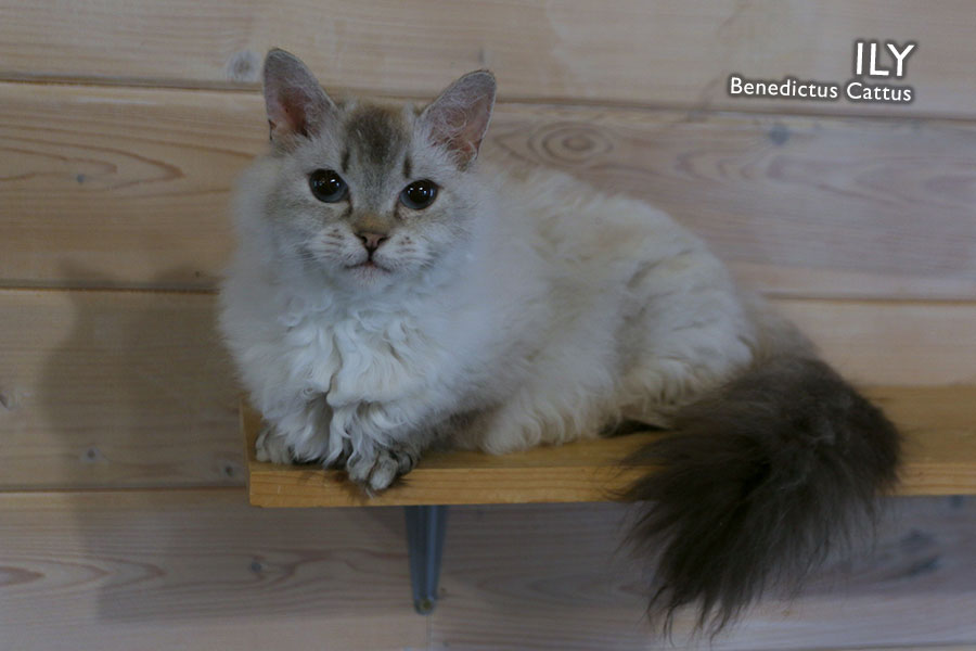 ILY BENEDICTUS CATTUS