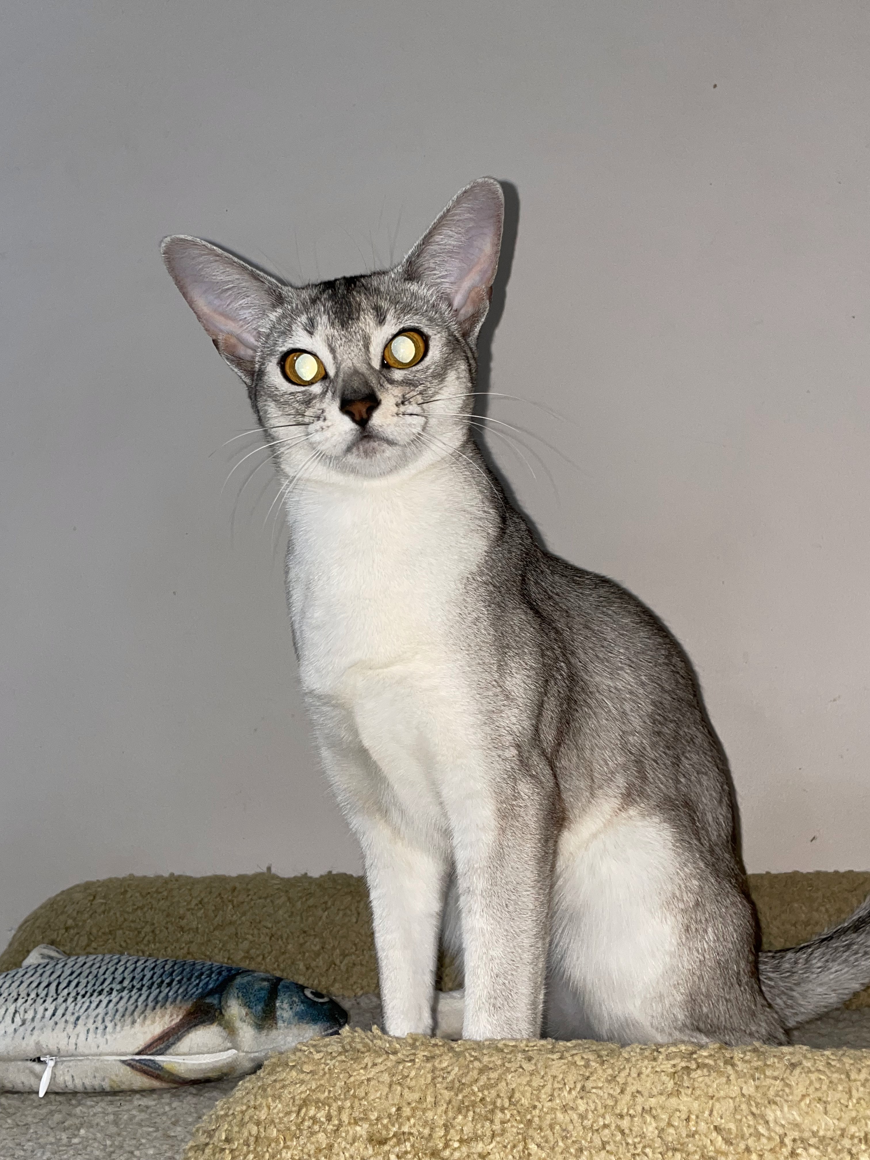 Radiance Glace Vanille