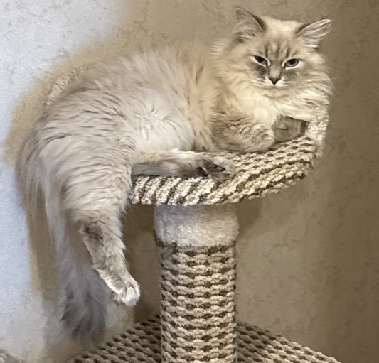 CH. VIVIEN EF ZHEMCHUG NEVY