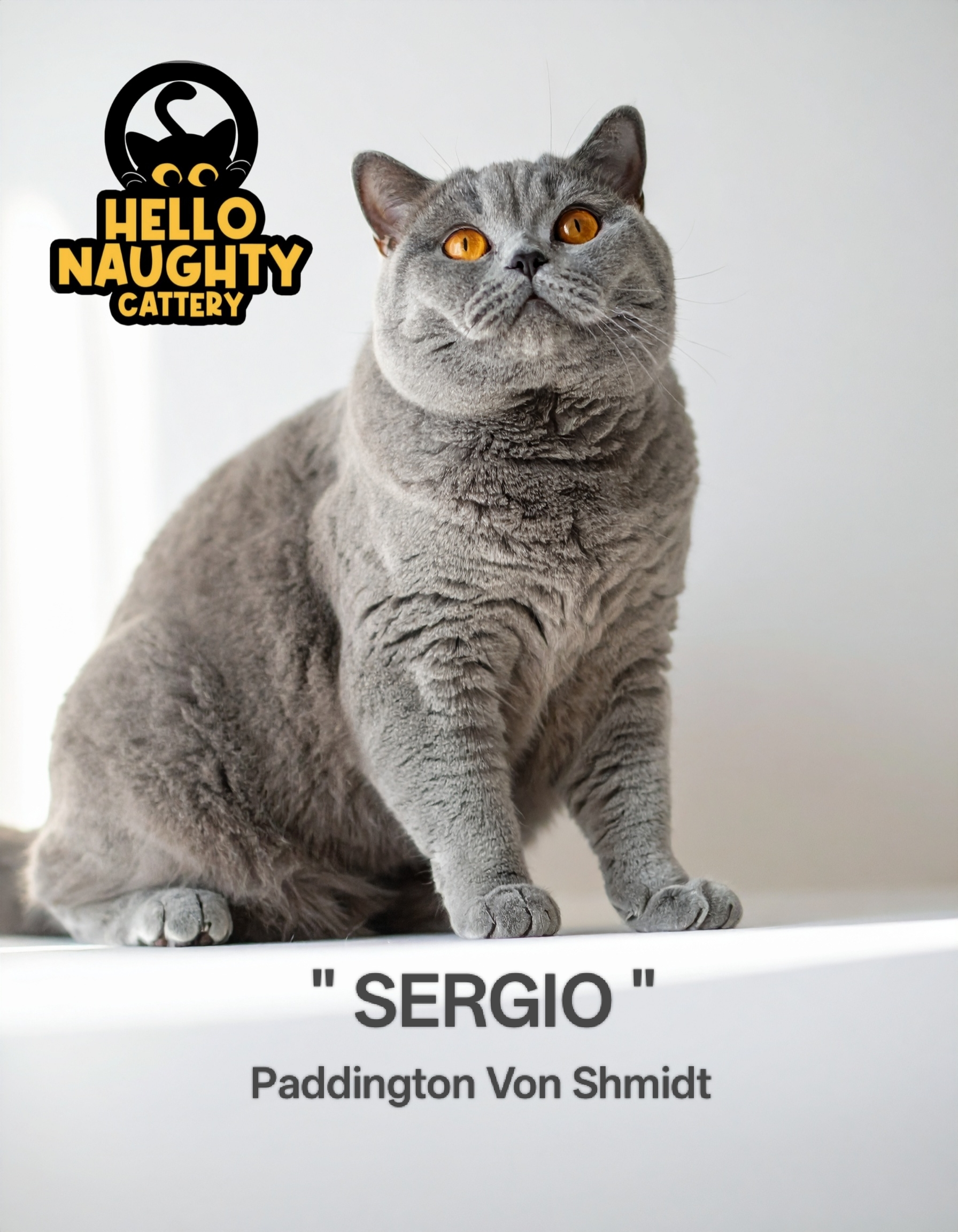 Paddington Von Shmidt