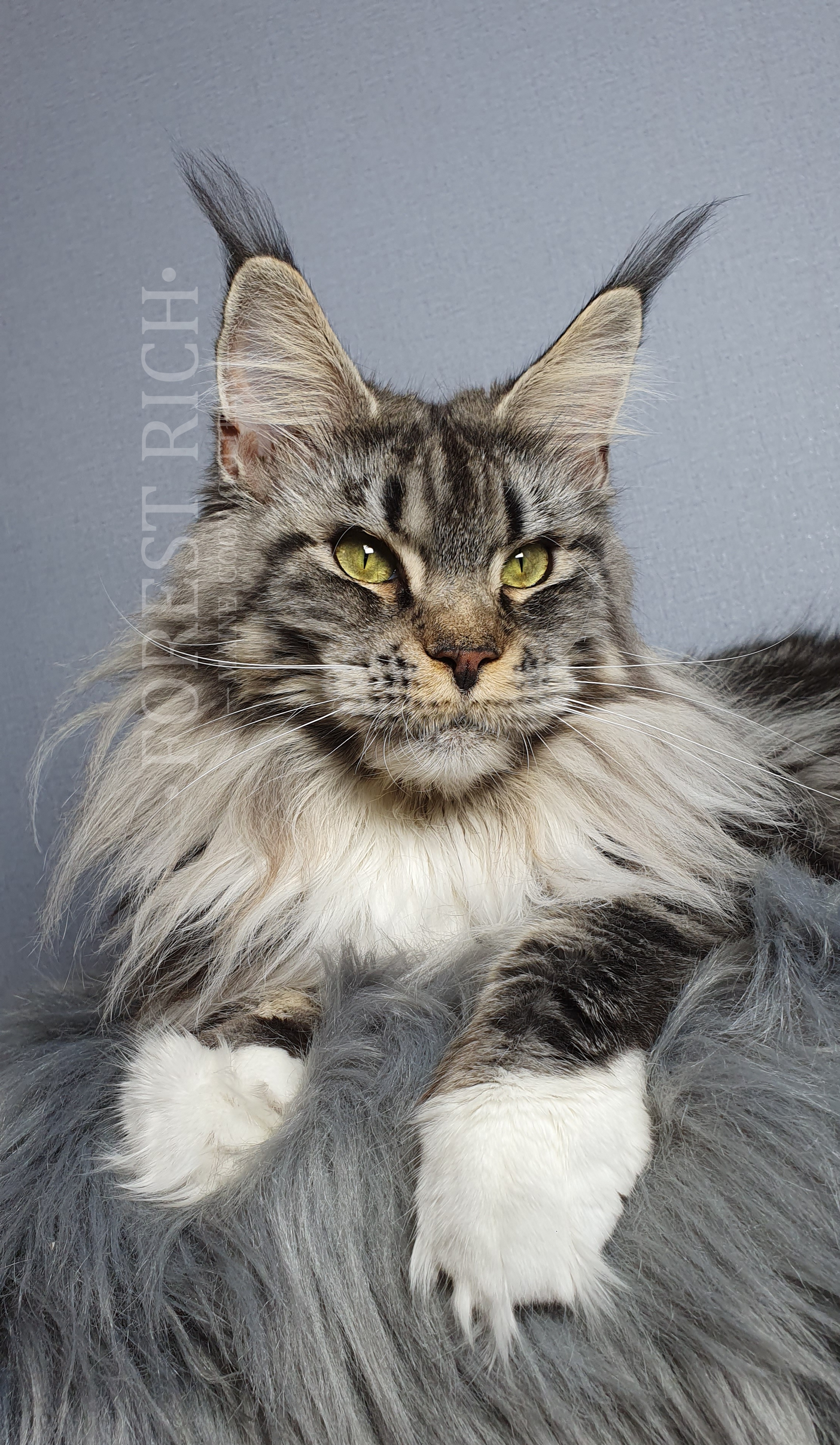 J'Dionysia Forest Rich