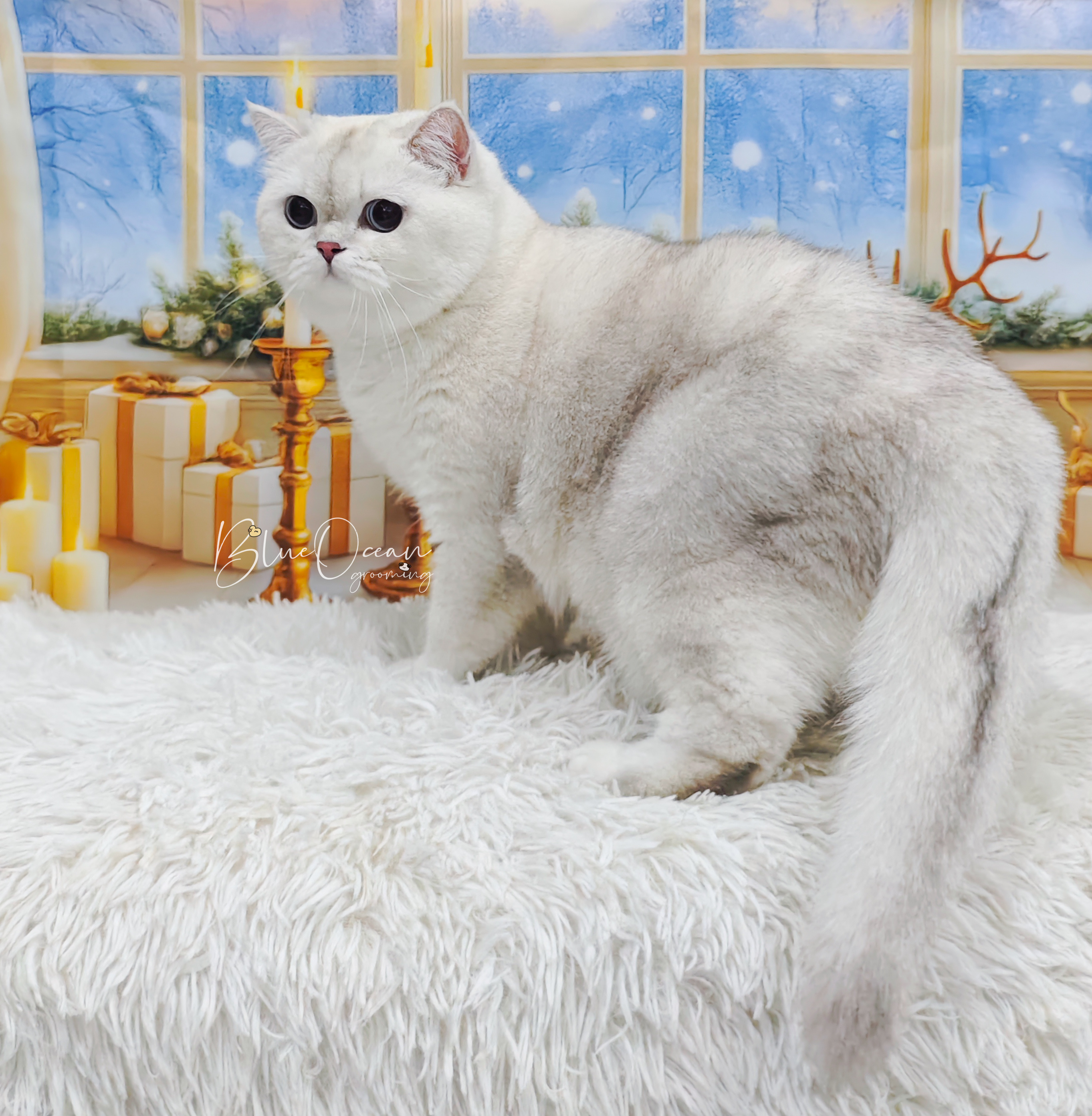 ViVa Star Nina Richi