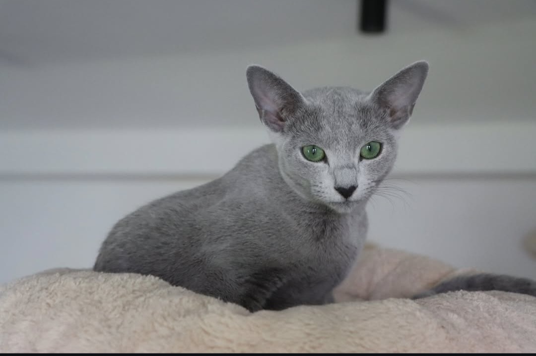 KCH. Gojmerac Empire Blue Pearl