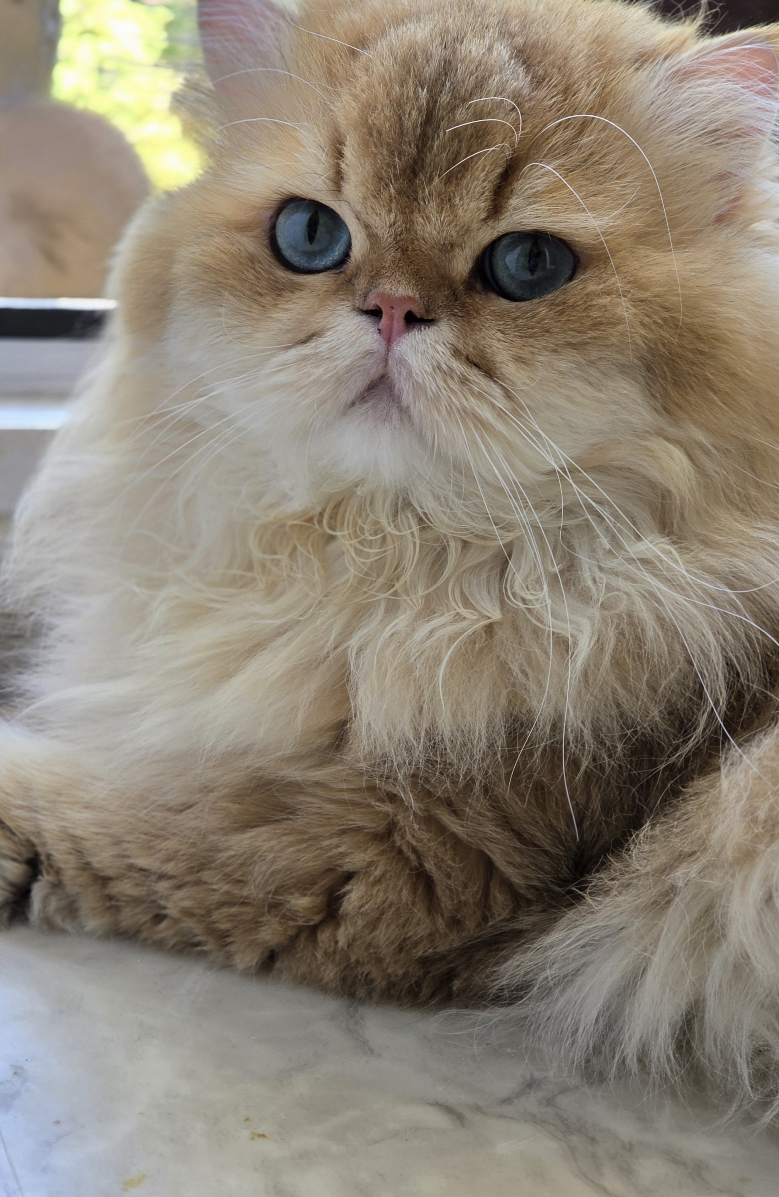 ICH. Viva Vogue King Tomas