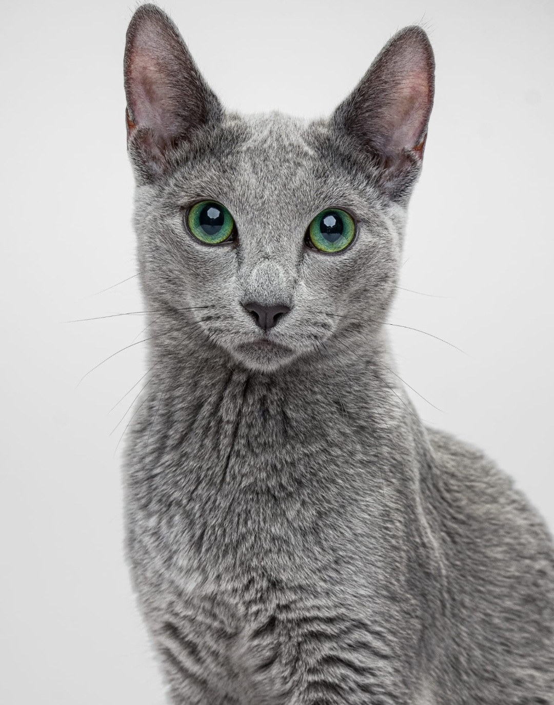 ECH. Dominic XeEn of Devonshire Emerald