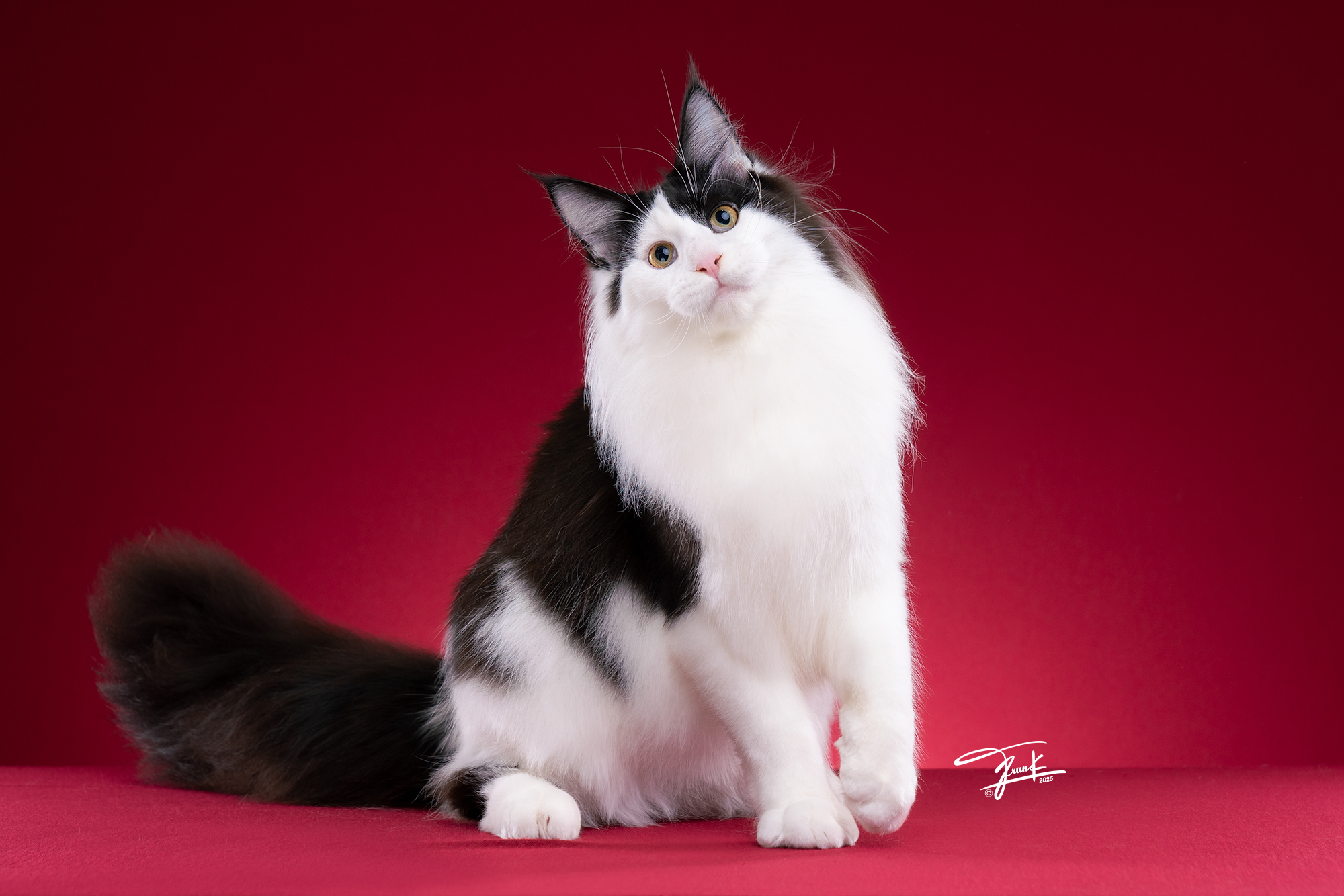 Big forest enjoy 99's Ah yawn