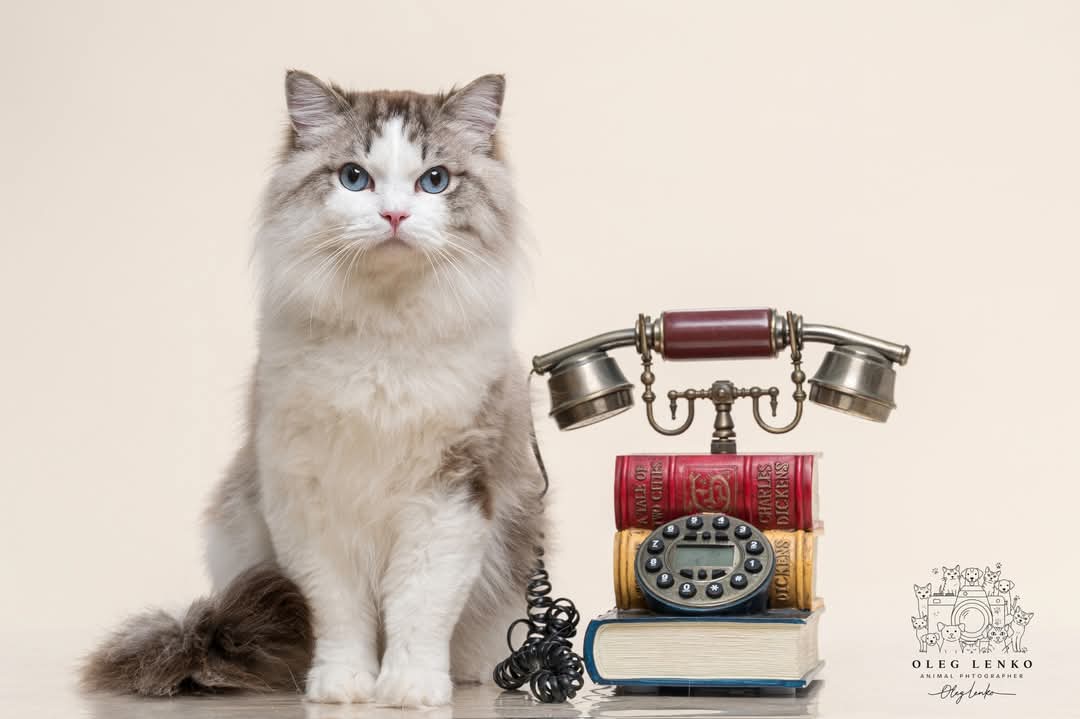 Ivor Care for pets