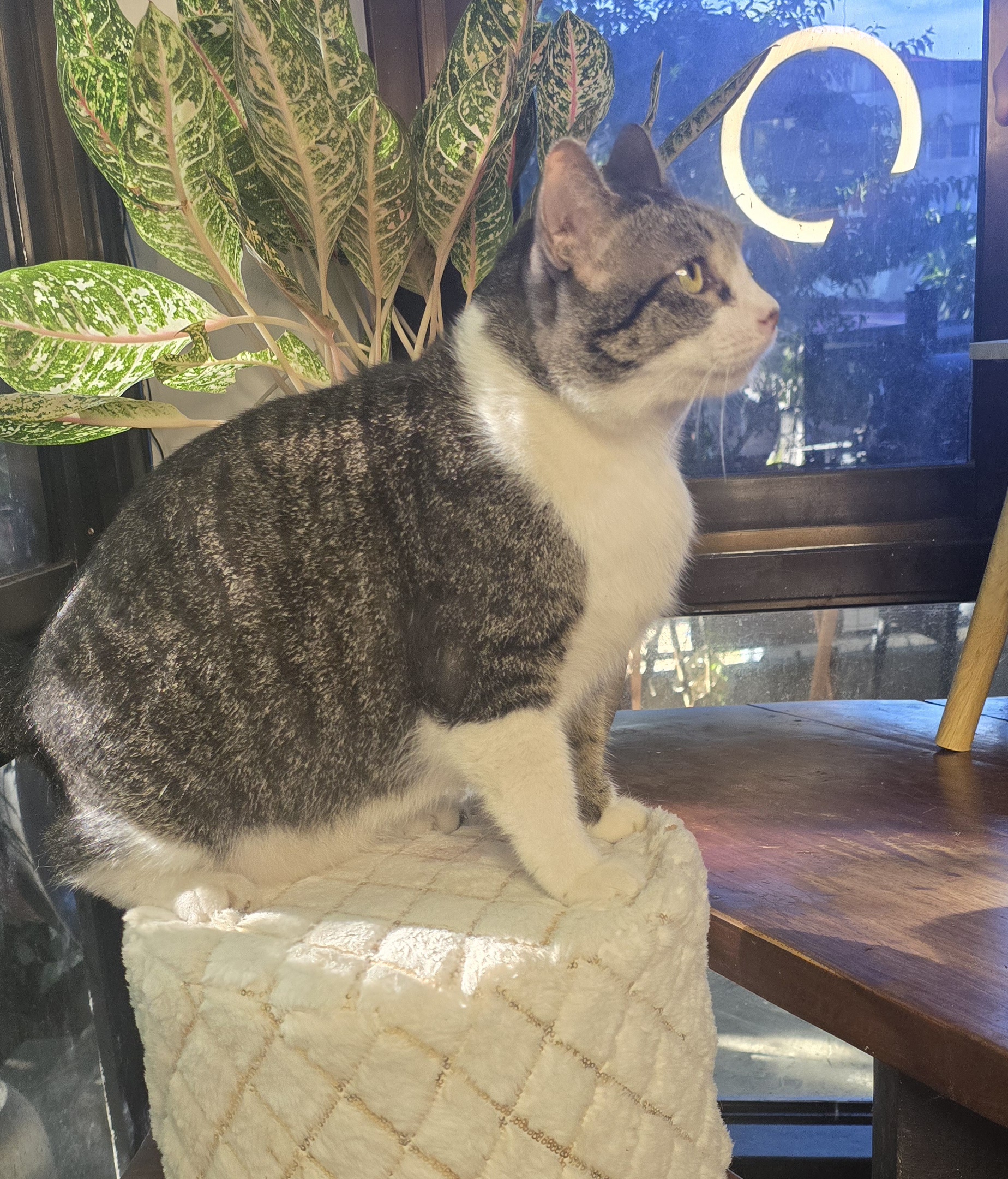 Bastet of the Haven of Bastet