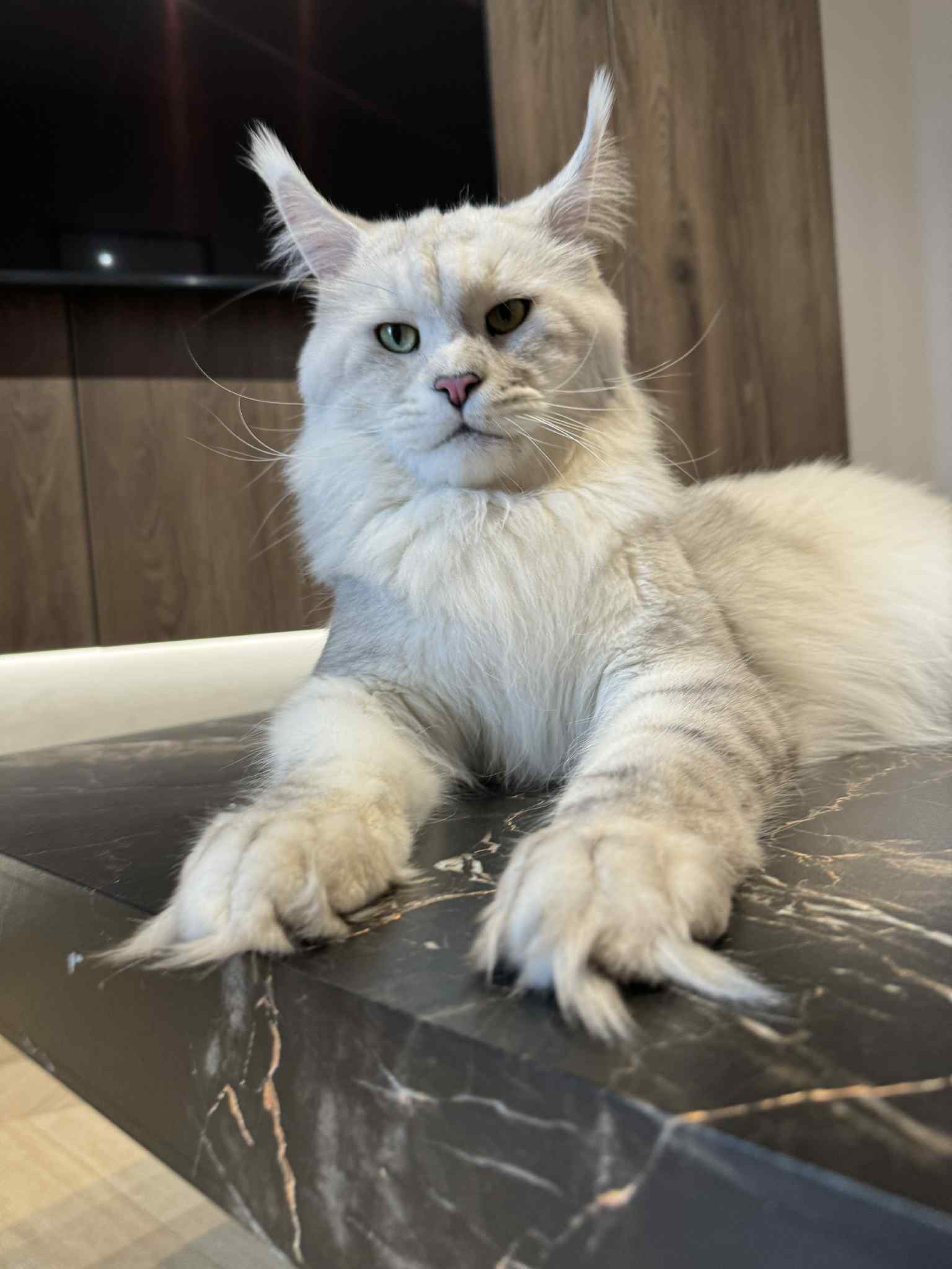 CH. Lambokitty Dacapo