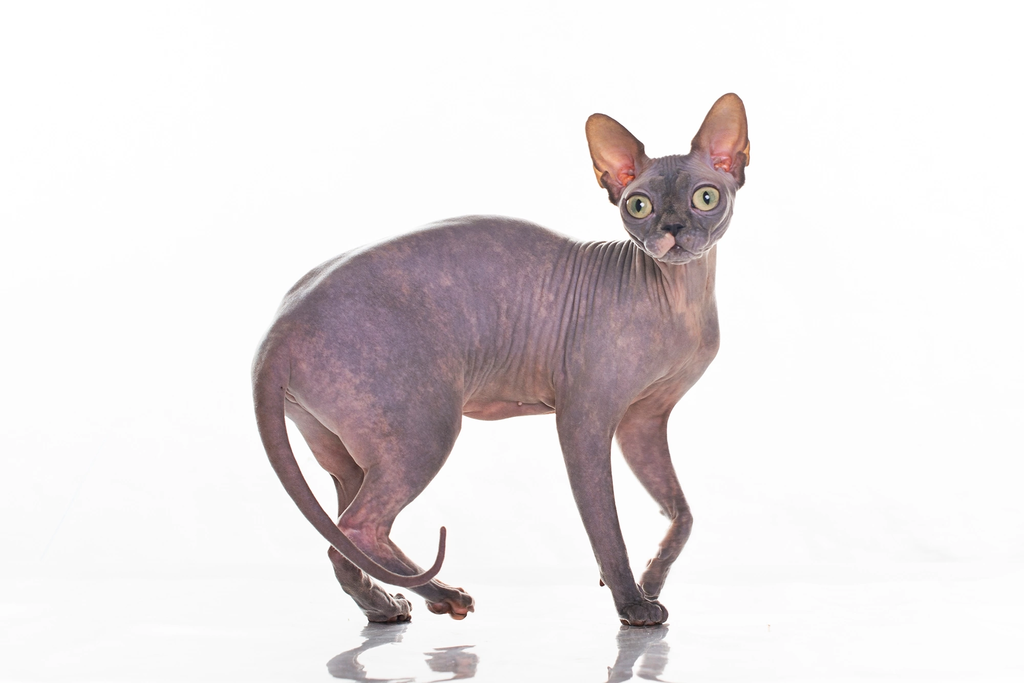 GECH. Solomon Star Happy Girl