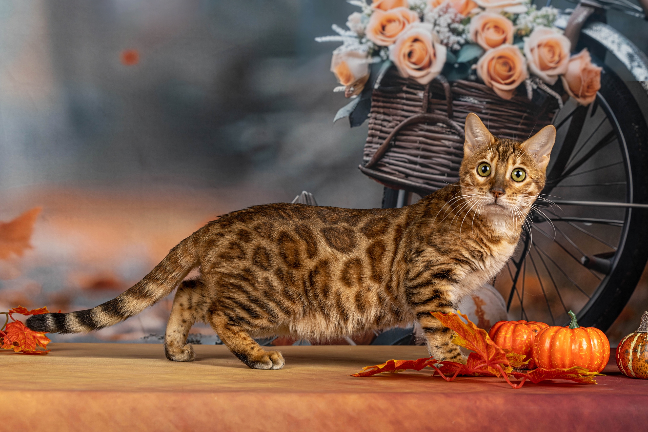 CH. Juliamurr Gloria Kessi