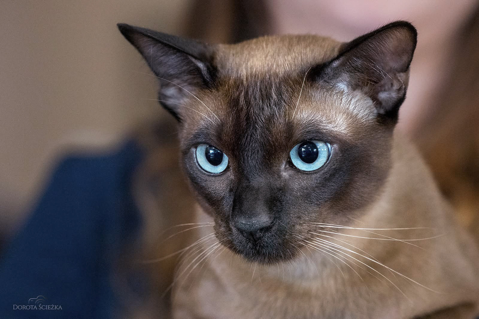 GICH. Maverick Toptonk of The Crown*PL