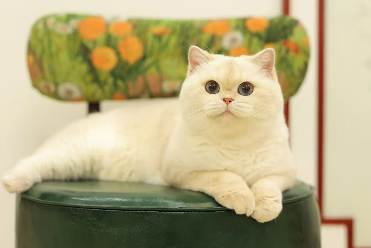 QiQi Marie Qian Qian