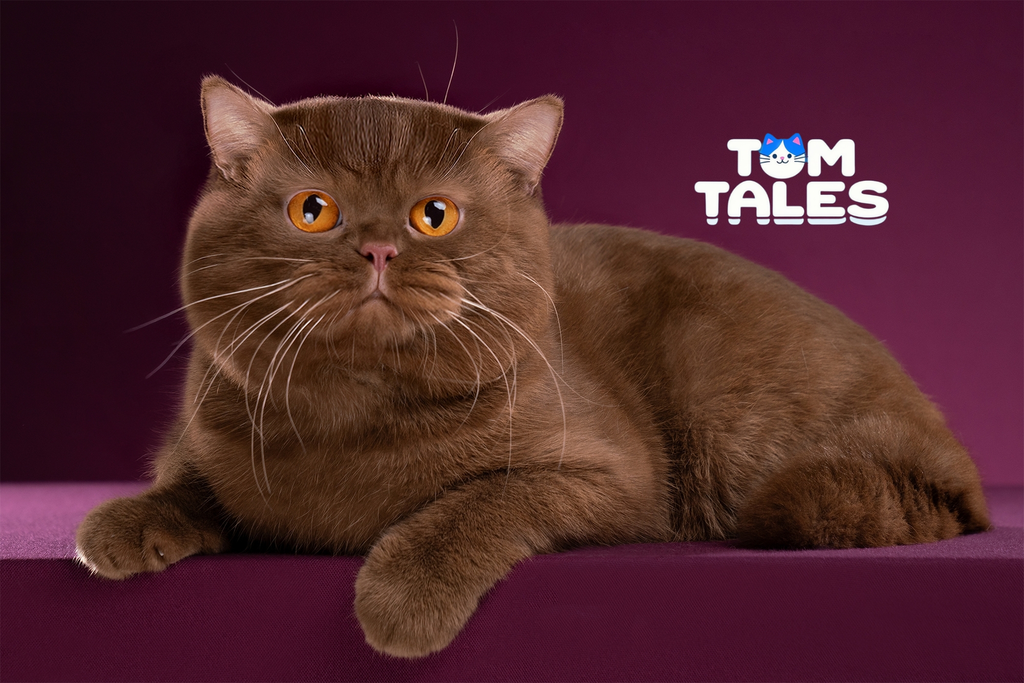 WCH. TOM TALES - ALDEN