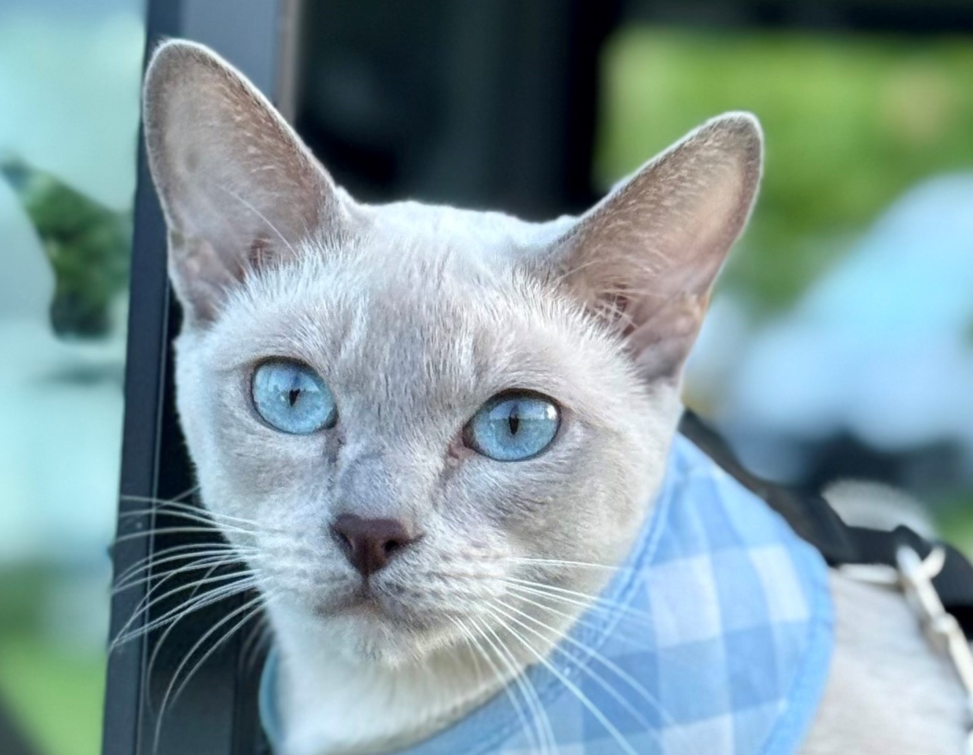 GICH. GOTKI NASTURCJA*PL