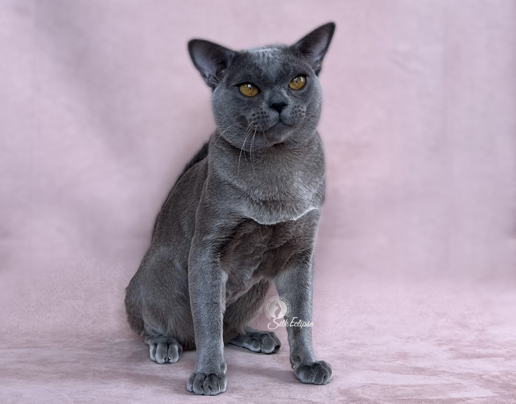 ICH. Maffin Silk Eclipse
