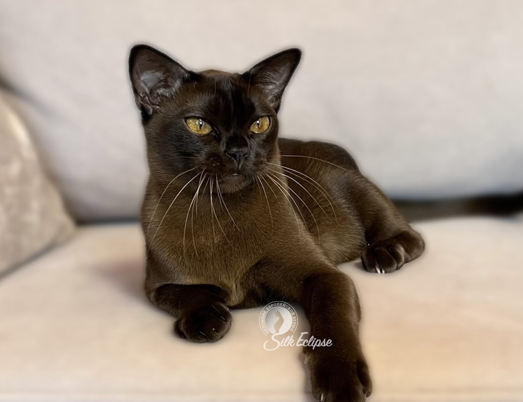 ICH. Ledy Silk Eclipse