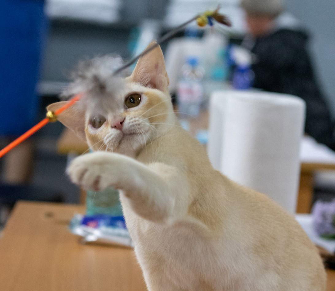 CH. QUELLE LIMSHER-NN