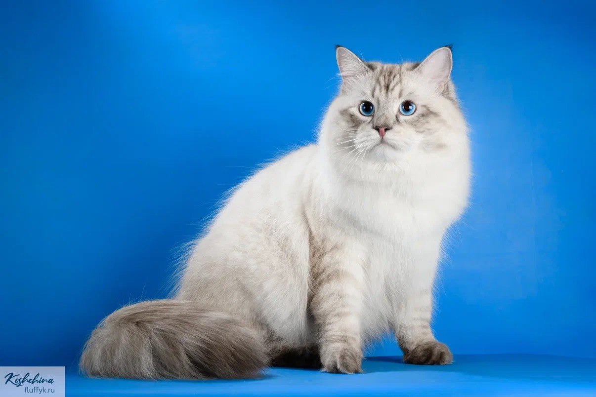 CH. ATHOS DEL SADOC ZHEMCHUG NEVY