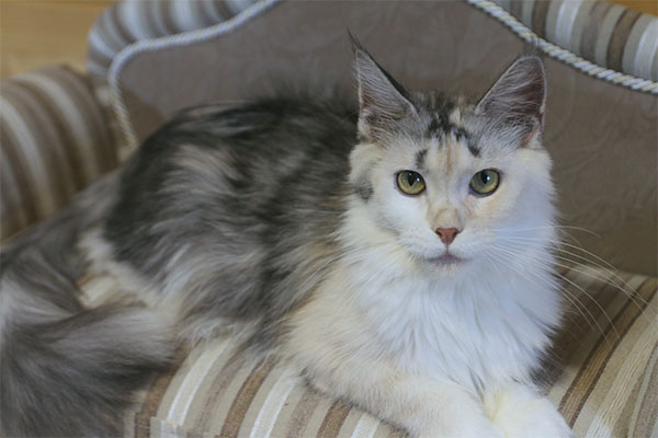 PIPA BENEDICTUS CATTUS