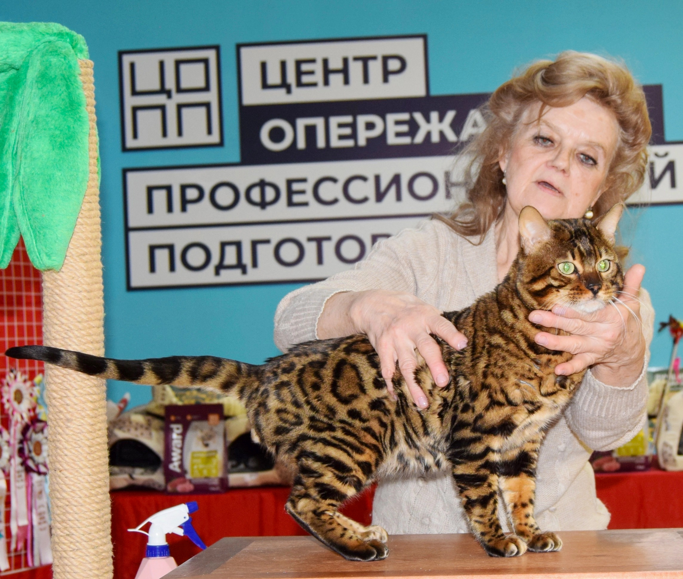 GECH. Almaz Queen Kittens