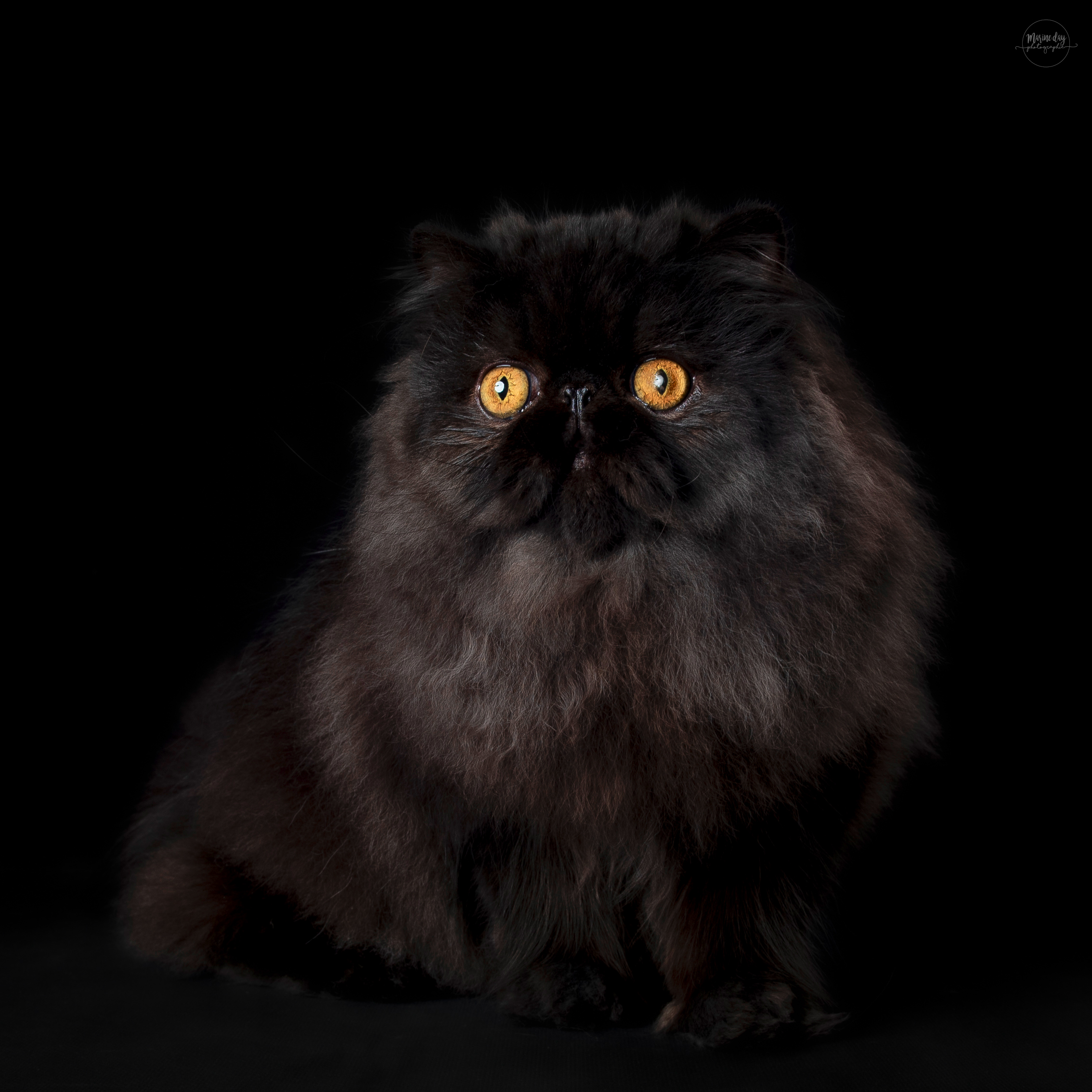 GENHEMIE'S WILLY WONKA