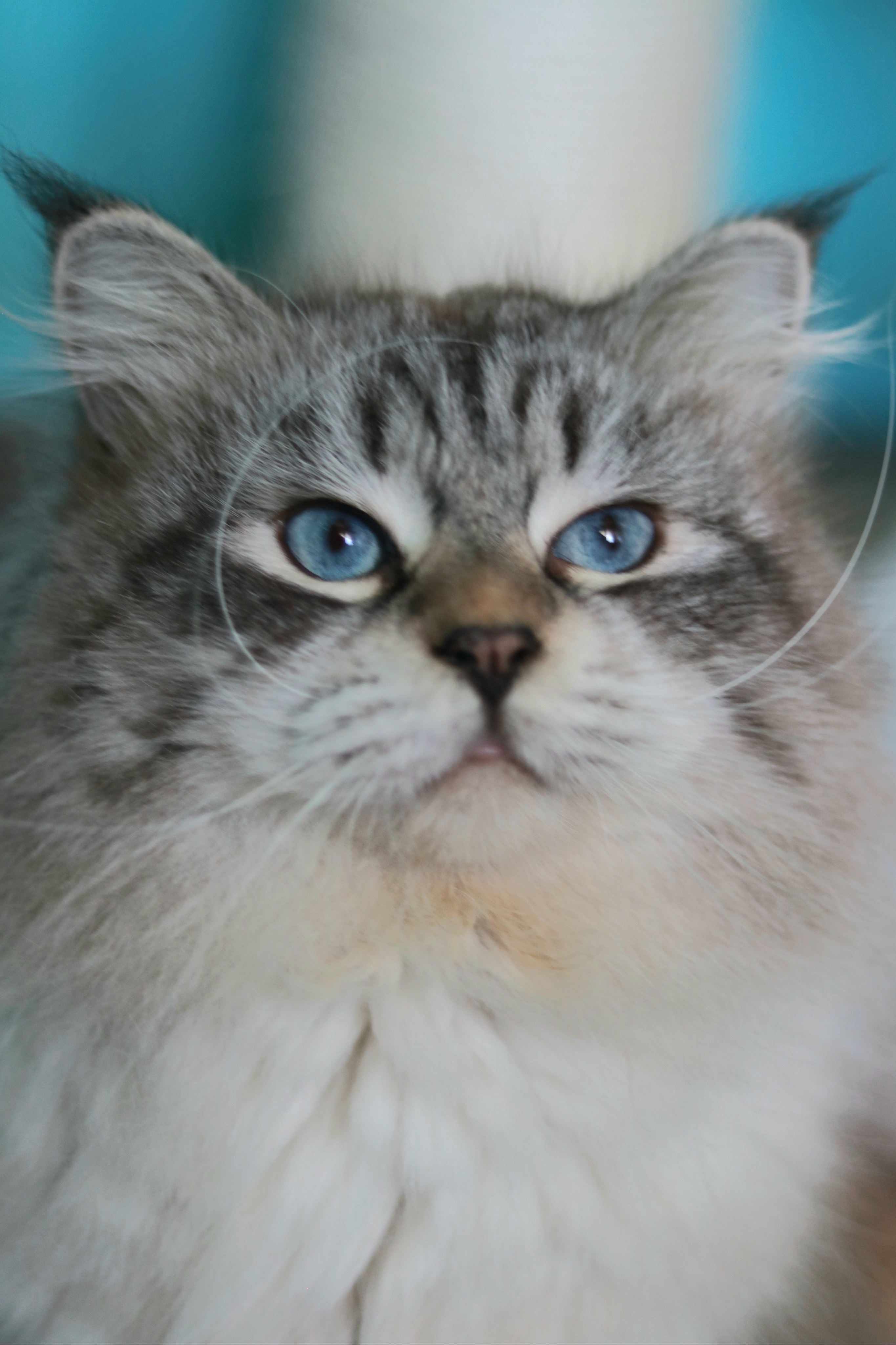 Optimus Prime Snezhniy Bars*HR