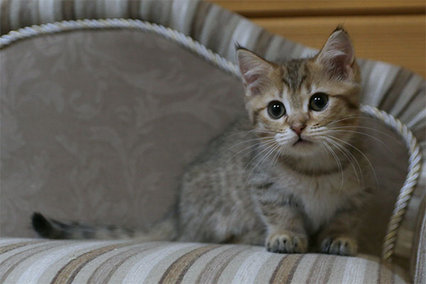 ROMI BENEDICTUS CATTUS