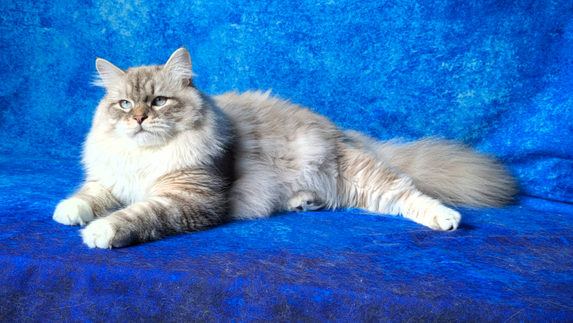 GECH. HeavyMetal the BlueStar of MikasisShine
