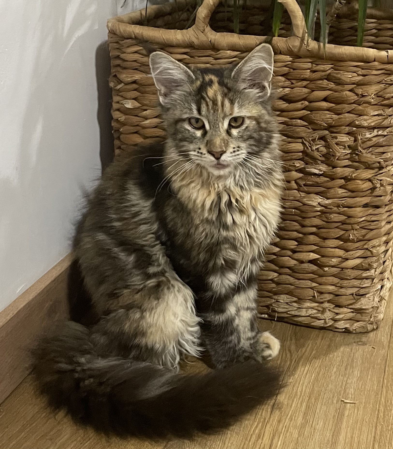 KCH. Xena de la Chispa of De La Candela